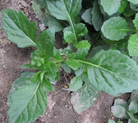 七里明,中药名.为菊科植物七里明blumea clarkei hook. f. [b.