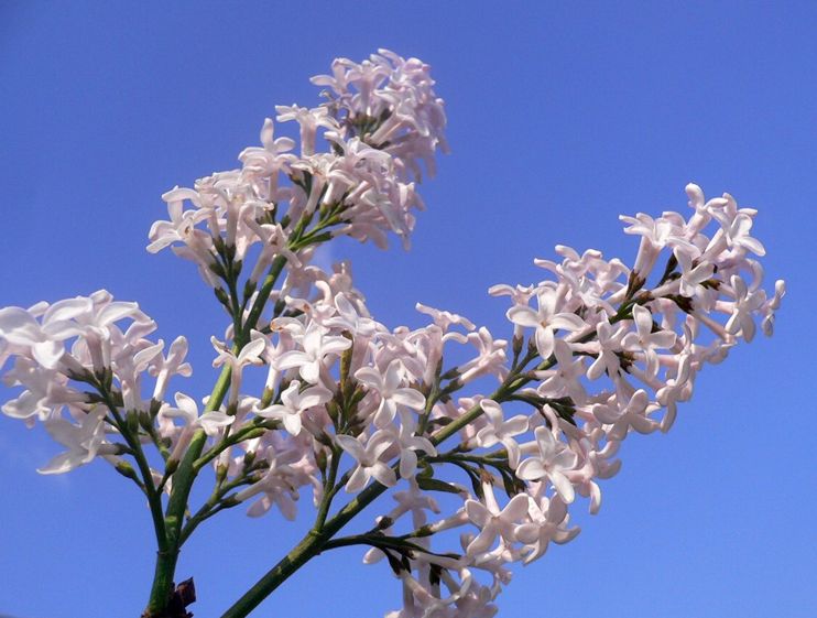 圆锥花序侧生,花白色或粉红色.中国特有