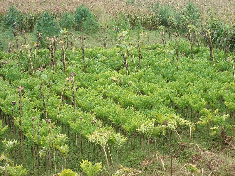 00℃,年降水量780.00毫米,适宜种植玉米,大麦等农作物.有耕地