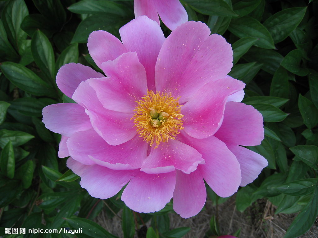 山芙蓉,别称:狗头芙蓉,千面美人,妖精花,拉丁学名:hibiscus