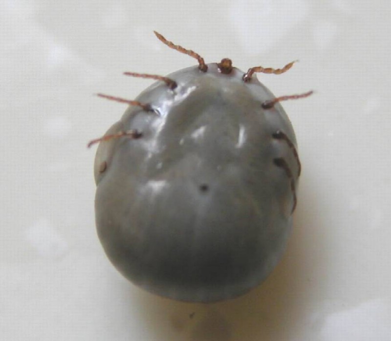 软蜱