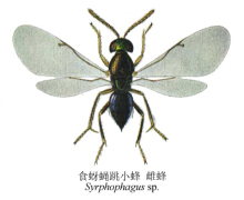 食蚜蝇跳小蜂