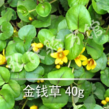 金钱草