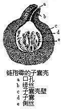 子囊壳词条图册_百度百科