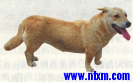 西林矮脚犬