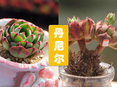 丹尼尔(多肉植物)_百度百科