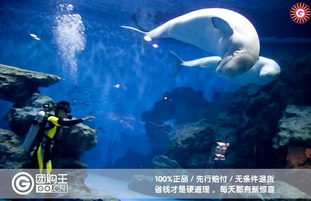 天津海昌极地海洋馆门票-团购王