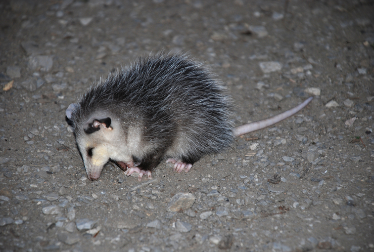 didelphis virginiana(北美负鼠)