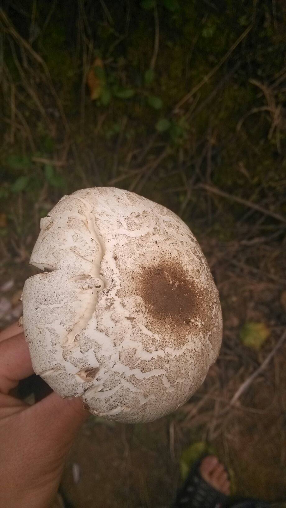 这样的蘑菇可不可以吃?