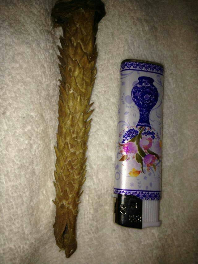 有收购虎鞭的吗