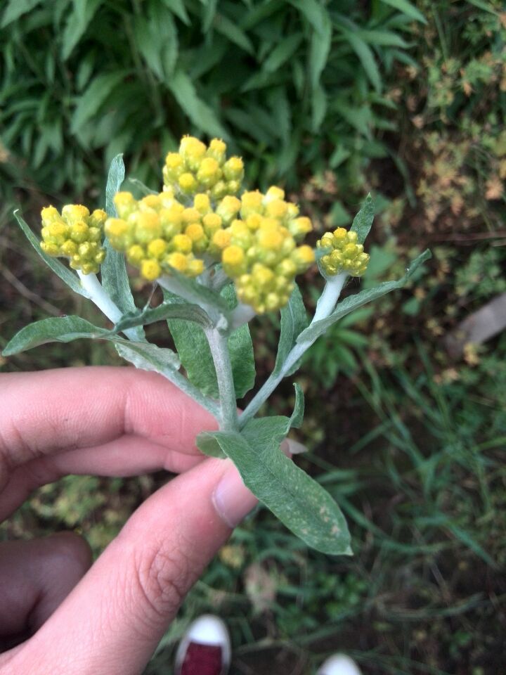 清明果里会用的,请问这是什么名字?