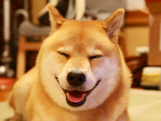 求这张柴犬高清大图做桌面