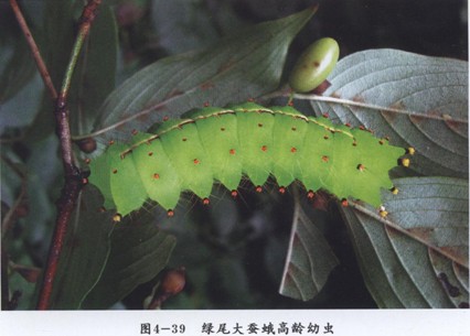 不是普通的豆虫.