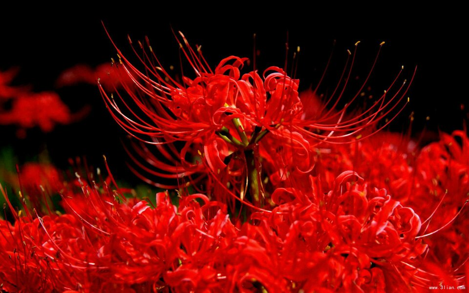 彼岸花到底长什么样子,是这图中的花吗