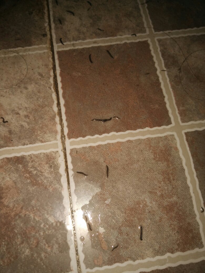 这是什么虫?貌似是从下水道里出来的.黑色的长条.会蠕动.