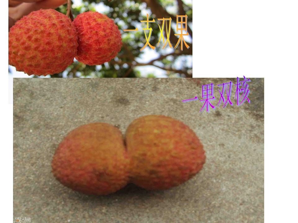 这两天,荔枝都降价啦,大家都会买点来吃…有谁吃到过双核荔枝,或有