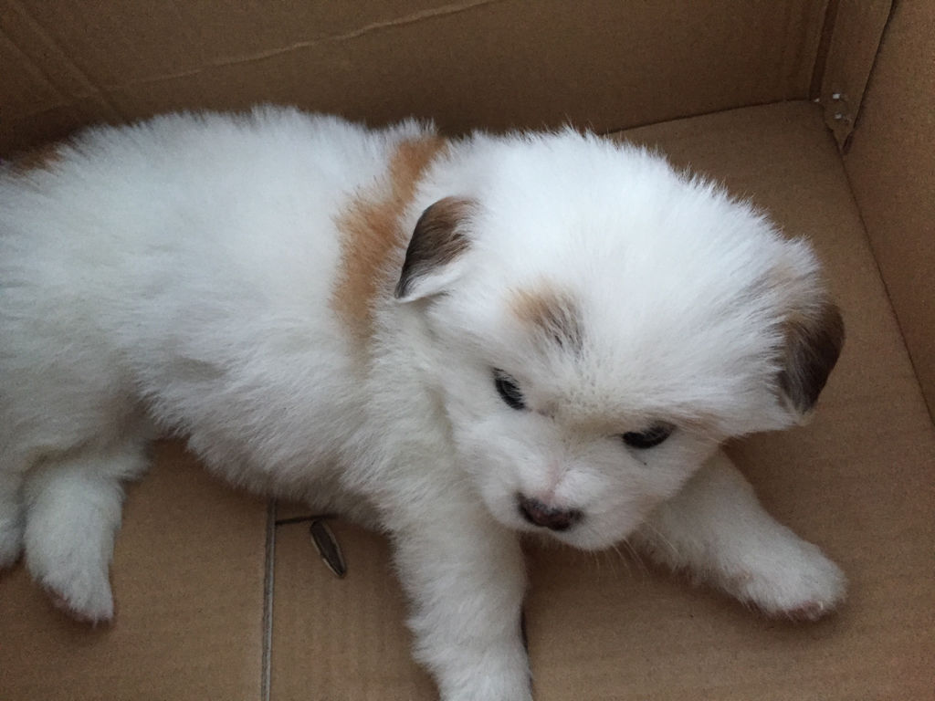 土狗吗?但是毛很深,不像普通土狗啊.