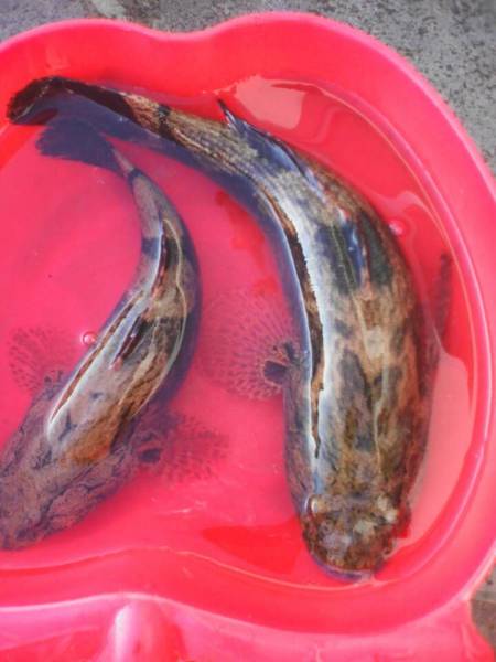 鱼类 下图为 线翎电鳗 apteronotus albifrons ,俗称 黑魔鬼,光