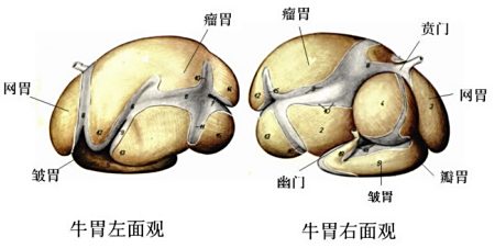 牛只吃牧草要几年才出栏