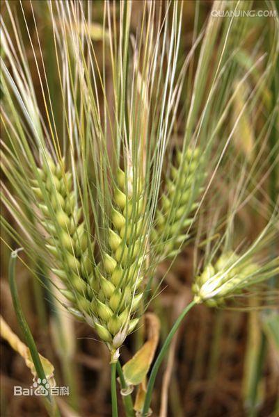 大麦秸,中药名.为禾本科大麦属植物大麦hordeum vulgare l.