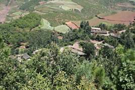 阿乐树村