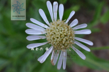 琴叶紫菀
