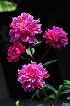 芍药(毛茛科,芍药属多年生草本花卉)