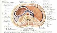小网膜孔