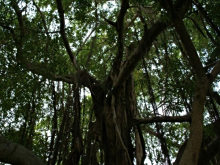 小叶榕树|3|27