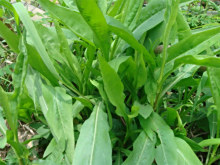 中文学名  燕尾菜  别    称  剪刀菜,或称钻形紫菀  界  植物界  科