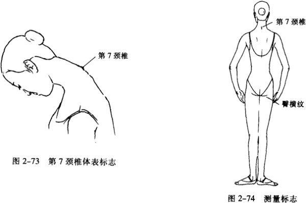 采用马氏躯干腿长指数反映上下半身比例