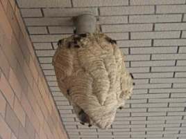 人头蜂 人头蜂图片