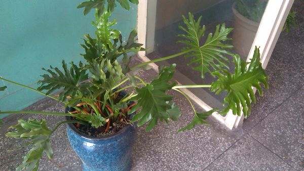 劳驾帮我看看这是什么植物,怎么繁殖,能扦插吗?