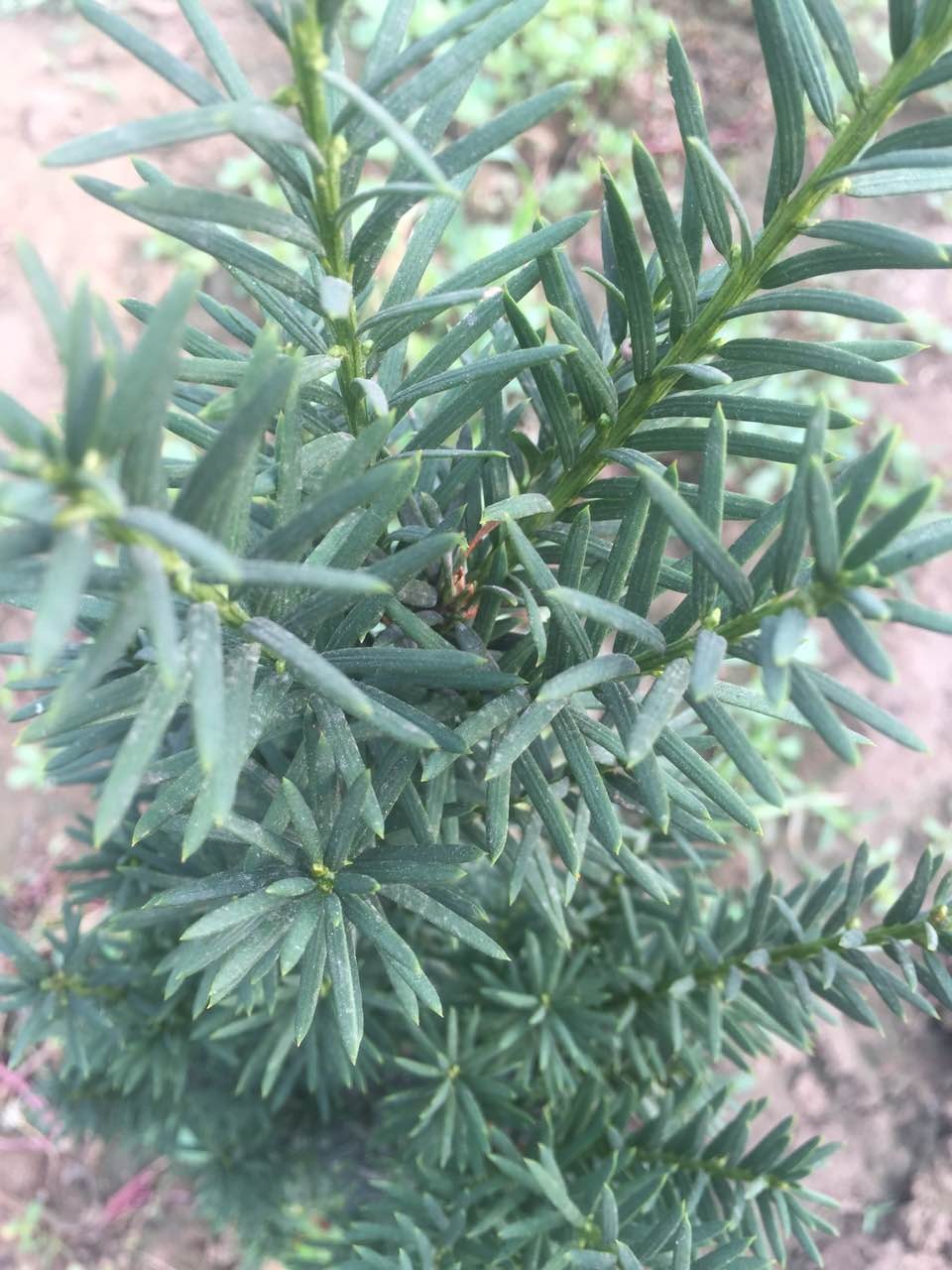 一种植物叶子长条形肉肉的长的挺高