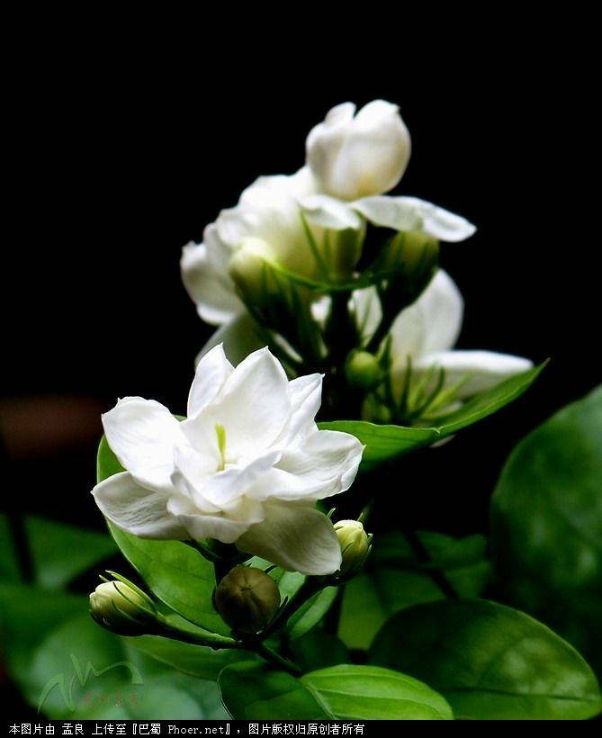 茉莉花的图片