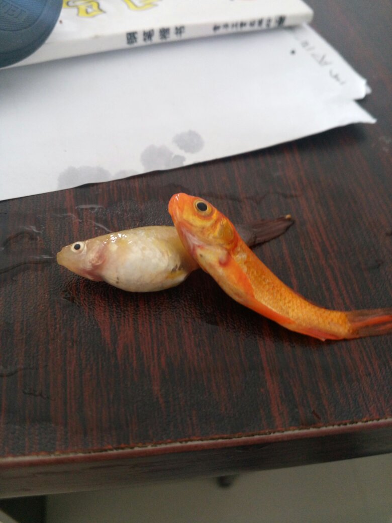 孔雀鱼这几天莫名其妙的死了,发现肚子上和鳃盖儿的边缘处有血丝,请