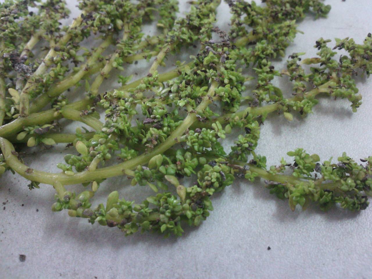 这是鹅不食草吗?请大神赐教.用来治病,.慎重回答)