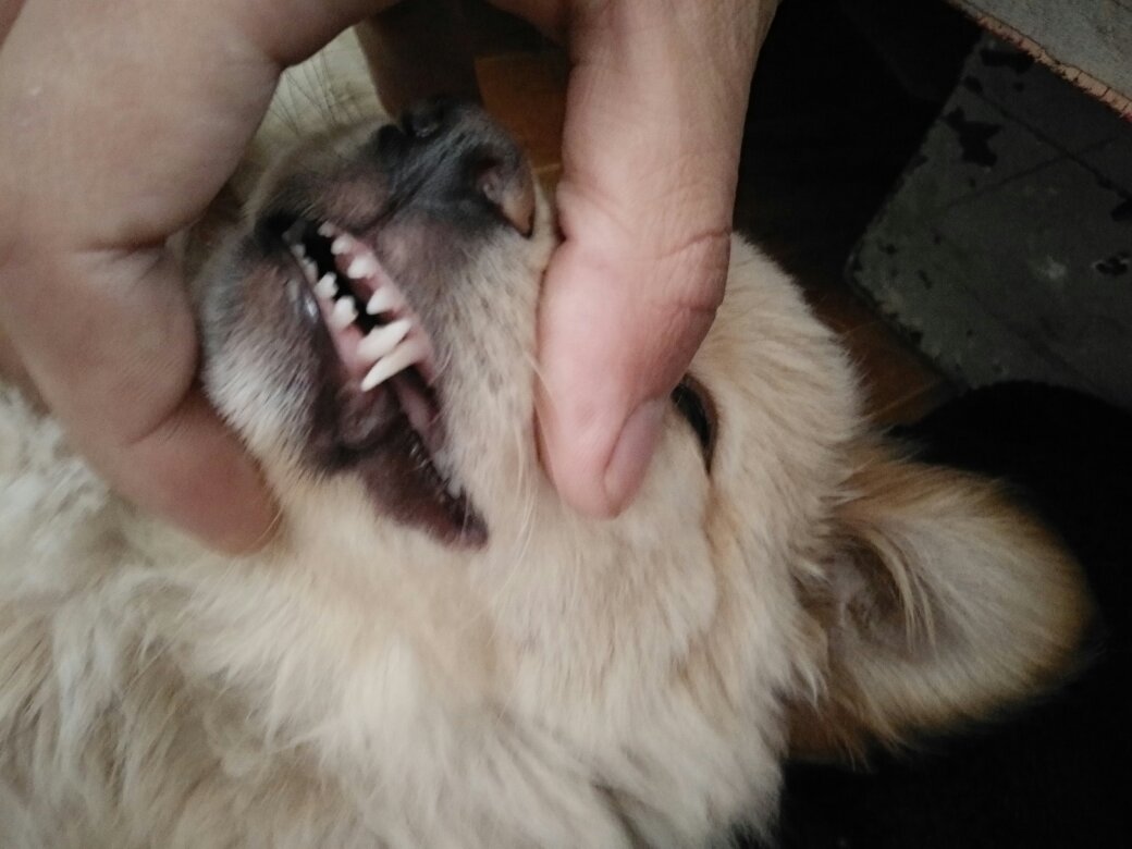 看狗牙齿 这狗多大