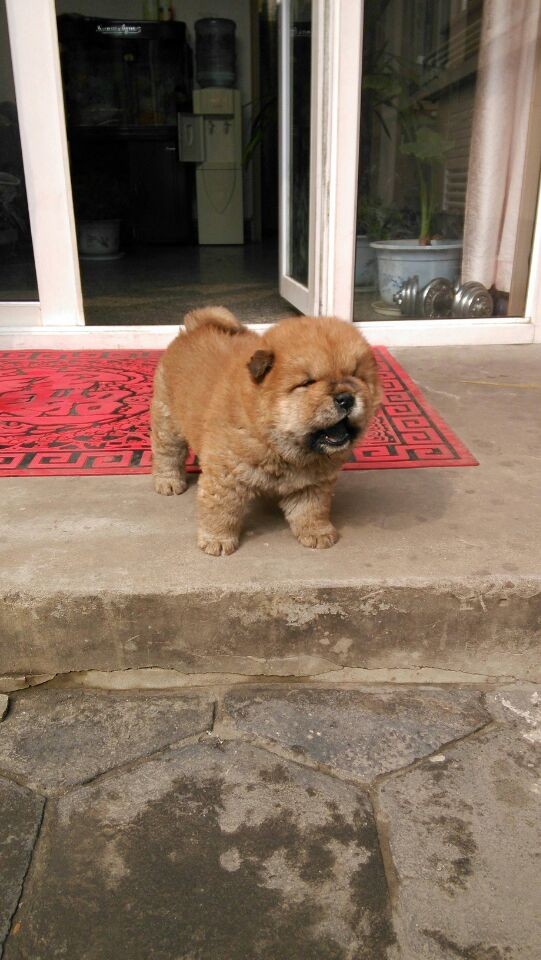 帮我看看我这只小松狮.