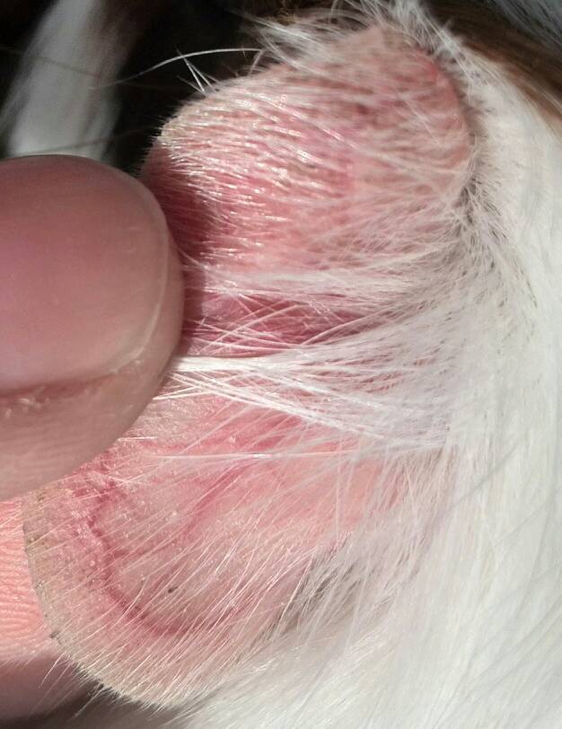我家荷兰猪耳朵上有白点儿,我观察过,难受那些白点儿不会动,是寄生虫