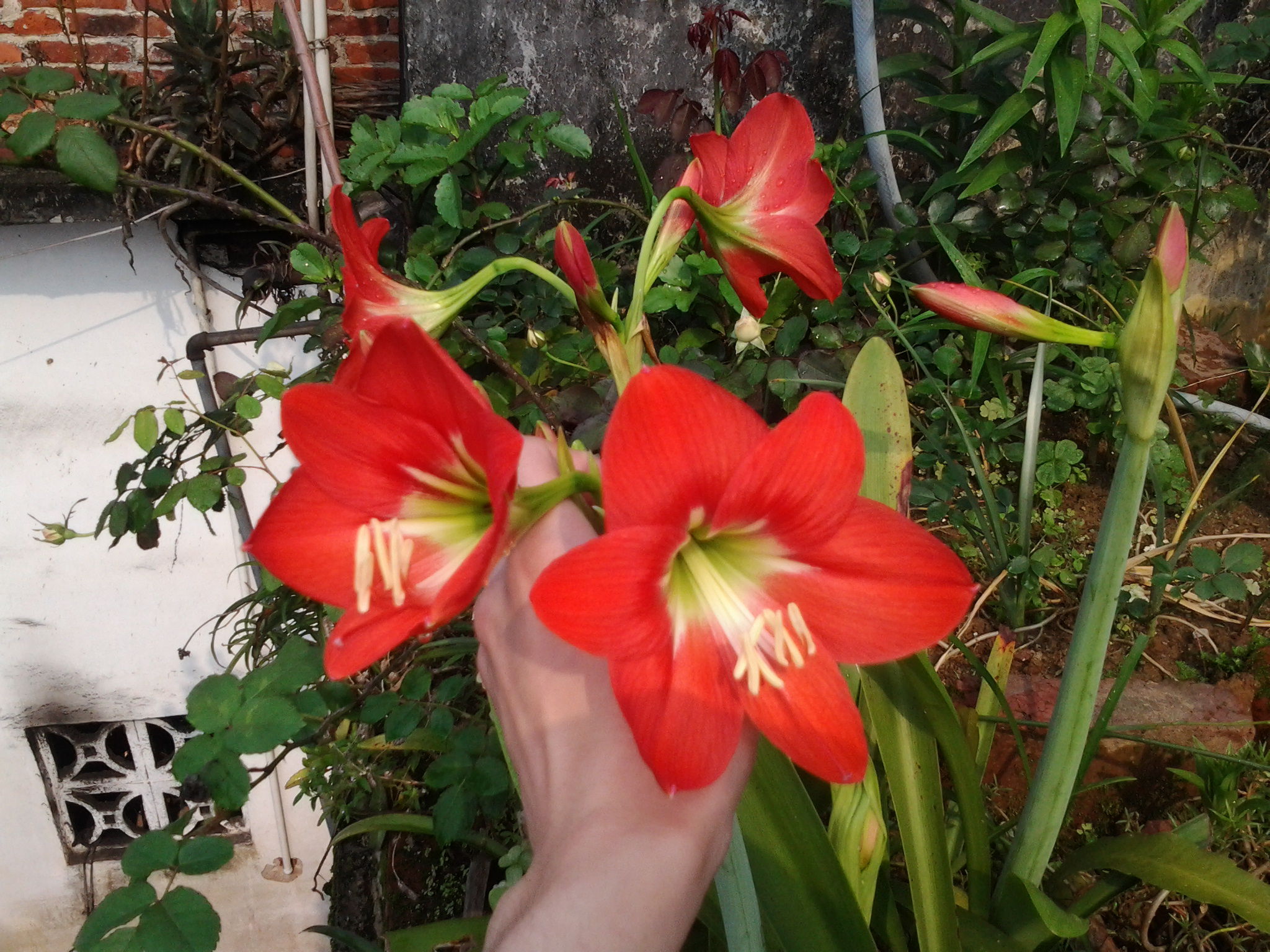 这是什么花呀,听说是鹤顶红05有毒吗