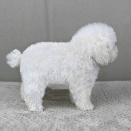 求几张白色泰迪犬图,急!