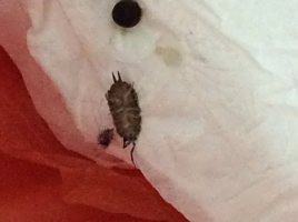 (注:鼠妇不属于昆虫)