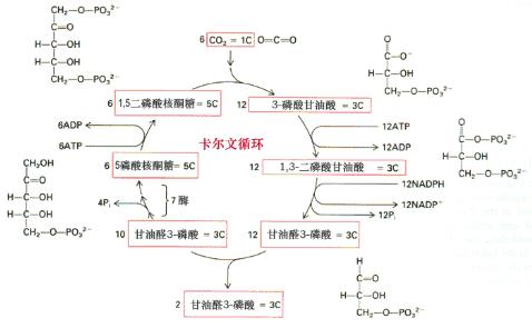 光合作用的图解,不要高中生物必修里的图表,要更详细的图解